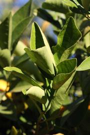            Sun leaves (Riverside, CA)   