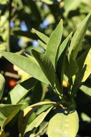            Sun leaves (Riverside, CA)   