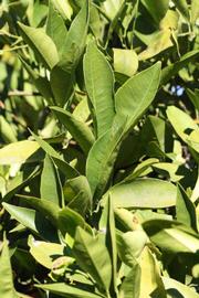            Sun leaves (Riverside, CA)   