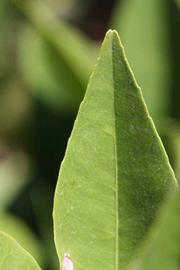              Margin (Riverside, CA)       