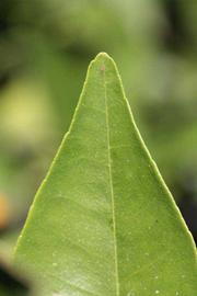              Margin (Riverside, CA)       