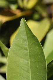              Margin (Riverside, CA)       