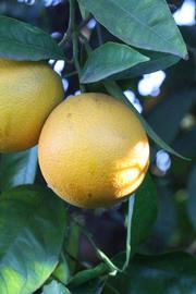              Fruit (Riverside, CA)       