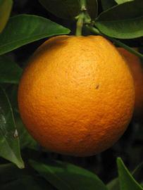            Fruit (Riverside, CA)   