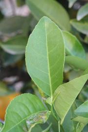             Unifoliolate leaf (Jullundri Khatti, Riverside, CA)       