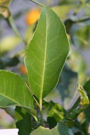              Unifoliolate leaf (Jullundri Khatti, Riverside, CA)       