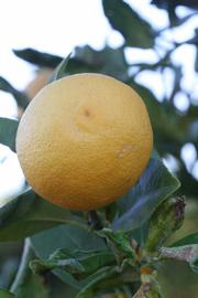            Fruit (Jullundri Khatti, Riverside, CA)   