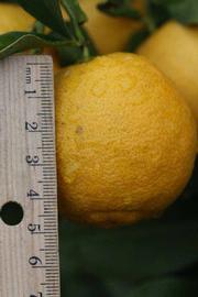            Fruit (Jullundri Khatti, Riverside, CA)   