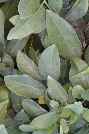              Shade leaves (Jullundri Khatti, Riverside, CA)       