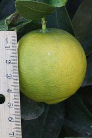            Fruit (Jullundri Khatti, Riverside, CA)   