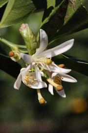              Flower (Jullundri Khatti, Riverside, CA)       