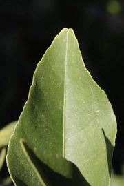              Margin (Jullundri Khatti, Riverside, CA)       