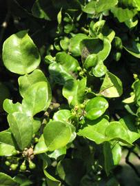                 Sun leaves (Kaffir, Winter Haven, FL)       