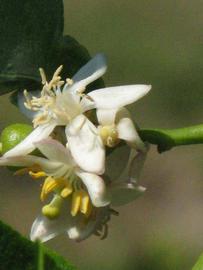              Flower (Kaffir, Winter Haven, FL)       