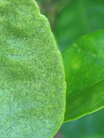                 Margin   (Kaffir, Winter Haven, FL)       