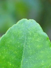                 Margin   (Kaffir, Winter Haven, FL)       