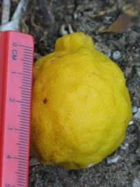               Fruit   (Kaffir, Winter Haven, FL)   