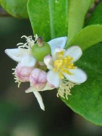                 Flower   (Kaffir, Winter Haven, FL)       