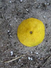              Fruit (Kaffir, Winter Haven, FL)       