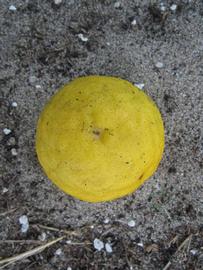              Fruit (Kaffir, Winter Haven, FL)       