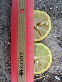              Fruit cross-section (Kaffir, Winter Haven, FL)       