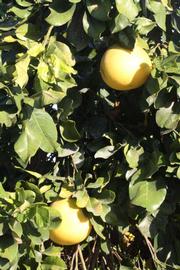              Sun leaves (Riverside, CA)       