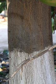            Bark (Riverside, CA)   