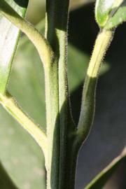            First year twig (Riverside, CA)   