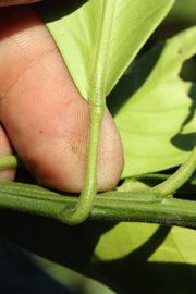              Petiole (Riverside, CA)       