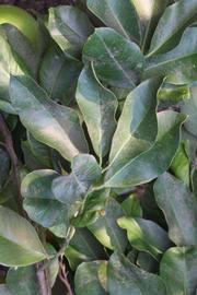              Shade leaves (Riverside, CA)       