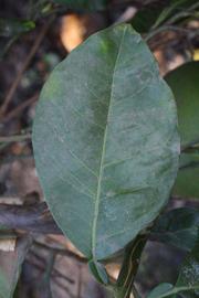              Unifoliolate leaf (Riverside, CA)       