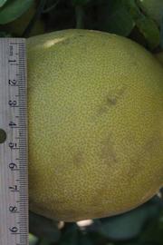              Fruit (Riverside, CA)       