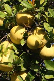              Fruit (Riverside, CA)       