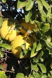              Sun leaves (Riverside, CA)       