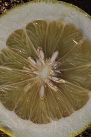              Fruit cross-section (Riverside, CA)       