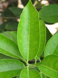              Unifoliolate leaf (Riverside, CA)       