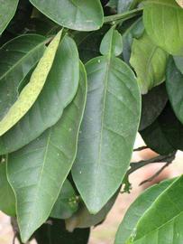              Unifoliolate leaf (Riverside, CA)       