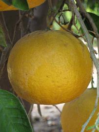            Fruit (Riverside, CA)   