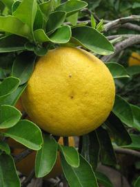            Fruit (Riverside, CA)   