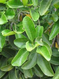              Sun leaves (Riverside, CA)       