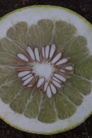              Fruit cross-section (Riverside, CA)       