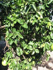              Sun leaves (Winter Haven, FL)       