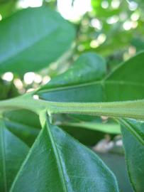            First year twig (Winter Haven, FL)   