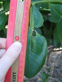              Unifoliolate leaf (Winter Haven, FL)       