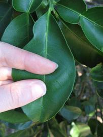              Unifoliolate leaf (Winter Haven, FL)       