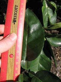              Unifoliolate leaf (Winter Haven, FL)       