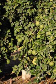            Habit (Riverside, CA)   