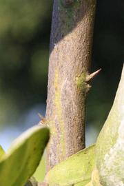              Second - third year twig (Riverside, CA)       