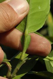              Petiole (Riverside, CA)       