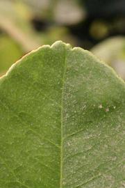              Margin (Riverside, CA)       